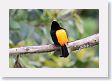 LaPaz - 011 * Black-cowled Oriole * Black-cowled Oriole
